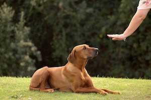 Dog being educated